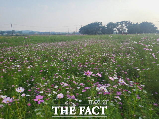 천안시 성환읍 봉선 홍경사지 일대에 조성된 코스모스 꽃밭 전경. 국보 제8호 봉선 홍경사 갈기비와 어우러져 가을 정취를 더한다. /천안시