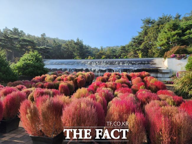 바다향기수목원 벽천의 가을 댑싸리 /경기도