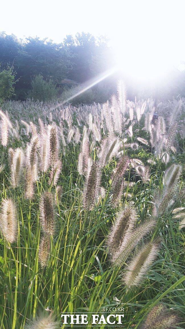 바다향기수목원 바다너울원 수크령 결초보은 /경기도