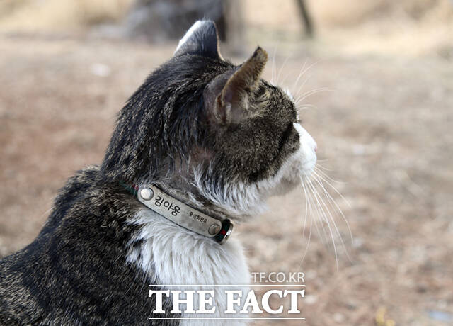 농림축산검역본부에 따르면 최근 4년간 연휴 기간이 길었던 2022년 설과 2023년 추석에는 다른 해의 명절보다 유기·유실 동물 수가 증가했다. 사진은 기사 내용과 직접적 관련이 없음. /이새롬 기자