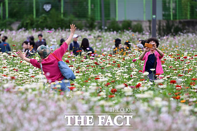 한 시민이 코스모스밭에서 사진을 찍고 있다.