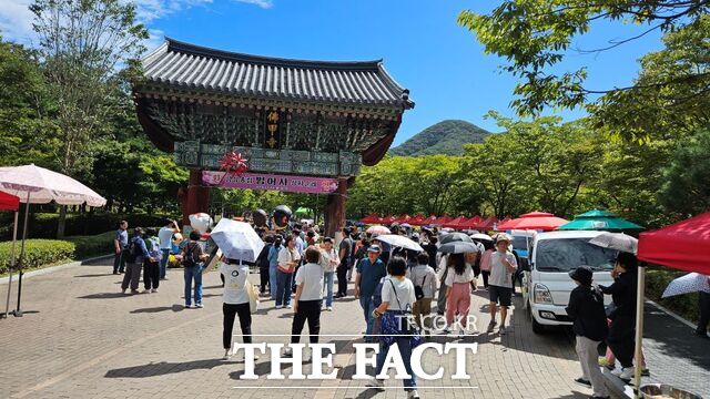 제25회 불갑산상사화축제가 개최되고 있다. /영광군