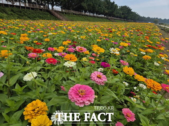 아산 '곡교천 가을 초화원'에 활짝 핀 백일홍이 깊어가는 가을의 운치를 더하고 있다. /아산시