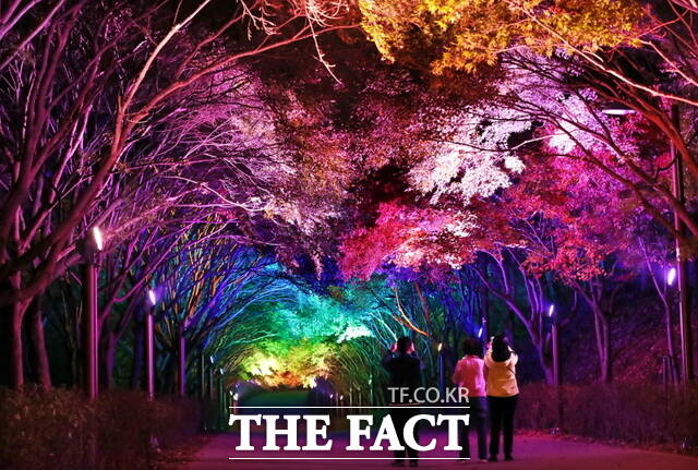 독립기념관 단풍나무숲길이 야간 개장한 모습. 조명이 더해진 숲길이 가을밤의 운치를 자아낸다. /독립기념관
