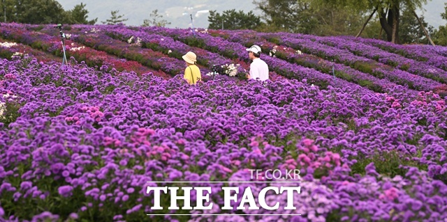 별바람언덕을 보랏빛으로 물들였던 감악산 꽃별여행에 약 32만 명의 방문객이 찾아와 가을 정취를 만끽했다. /거창군