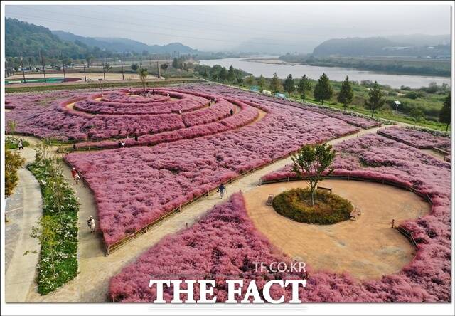 합천읍 황강변 신소양체육공원에서는 핑크빛 가을이 한창이다. /합천군