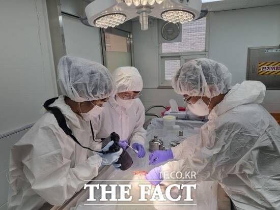 경기도가 전국 최초로 신설, 운영중인 수의법의학센터 관계자들이 사망한 동물의 사망 원인을 찾기 위해 사체를 부검하고 있다. /경기도