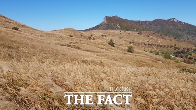 합천 황매산은 가을이면 약 60㏊에 달하는 황매평원이 은빛 억새밭이 장관을 이룬다. /합천군