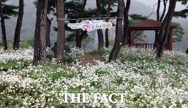 ‘제18회 정읍 구절초 꽃축제’가 14일부터 26일까지 산내면 구절초 지방정원에서 열린다. /정읍시