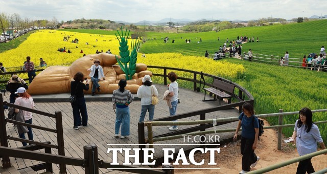 올해 열린 청보리밭 축제는 작년보다 두 배 넘게 늘어난 78만 9000명이 다녀갔고 경제효과도 284억 원으로 작년 대비 48% 증가했다. 사진은 지난 4월 19일~5월 11일 열린 청보리밭 축제 모습. /고창군