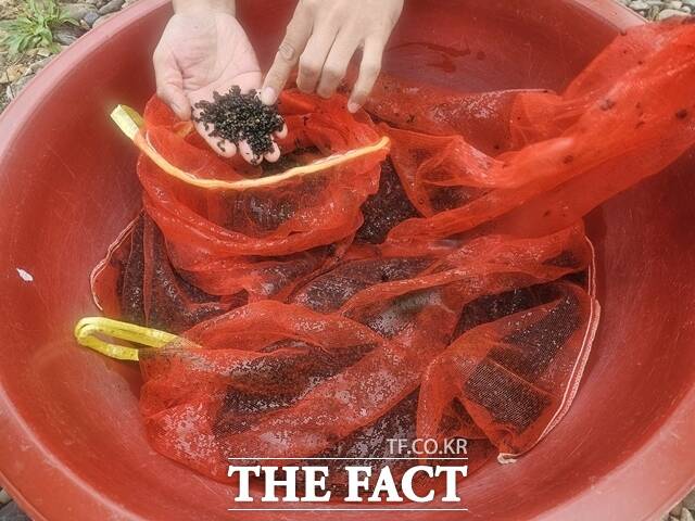 금산군은 14일 풍부한 어족자원 조성과 내수면 어업 활성화를 위해 다슬기 약 10만 마리를 방류했다. /금산군