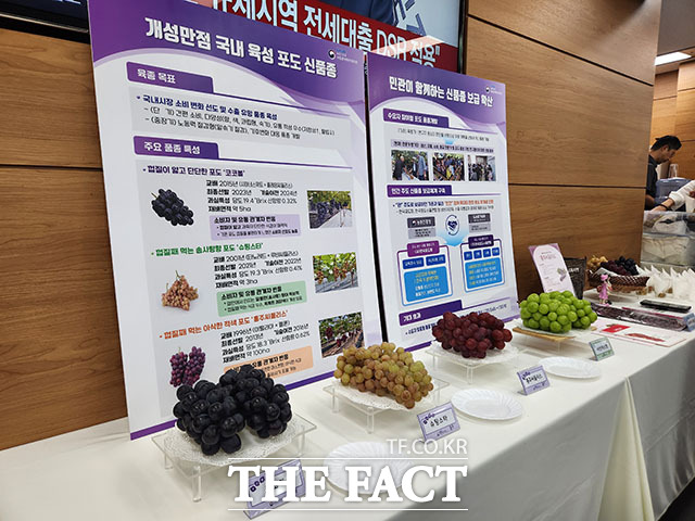 민관 협력으로 탄생한 포도 ‘코코볼’·‘슈팅스타’·‘홍주씨들리스’ 3종이 본격 보급에 들어갔다. 껍질째 먹을 수 있고 향·식감이 기존 포도와 달라 샤인머스켓 편중 현상을 해소해 농가 소득이 향상되고 소비자 선택 폭이 넒어질 전망이다./세종=박은평 기자