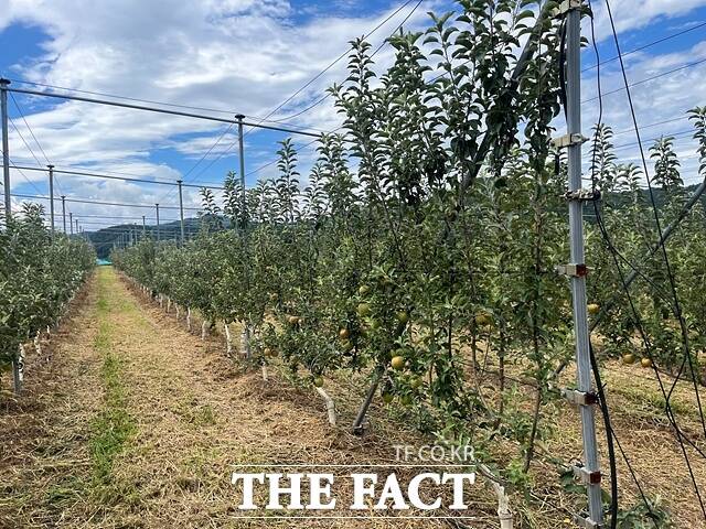 다축수형 과원 조성 모습 /산청군