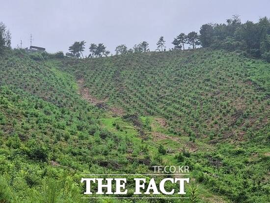 경기 파주시가 산림의 건강한 생태 순환과 지속 가능한 목재 자원 확보를 위해 추진한 2025년 조림지 가꾸기 사업이 완료된 모습. /파주시