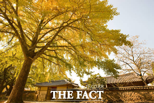 지난해 보령시 청라면 청라은행마을에 은행나무가 장관을 이루고 있다. /보령시