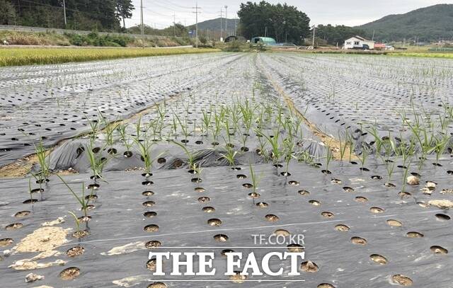 잦은 비로 마늘 밭에 싹이 자라나지 않은 태안 마늘밭 모습. /태안군