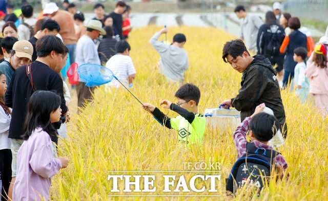 성주군의 대표 가을 축제인 2025 성주가야산 황금들녘 메뚜기축제가 오는 18~19일 수륜면 수성리 어울림마당에서 열린다. 사진은 지난해 메뚜기축제 광경. /성주군