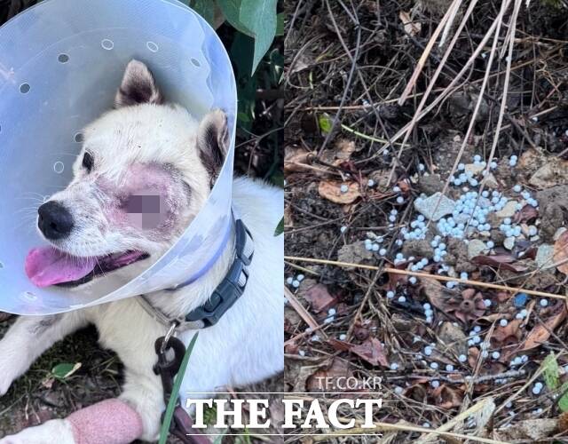 지난 6월 경남 거제의 한 식당 마당에 묶인 개들에게 비비탄 수백 발을 난사해 죽거나 다치게 한 해병대원들이 아무런 인사 조치 없이 전역을 앞두고 있는 것으로 파악됐다. 해병대원들이 쏜 비비탄에 맞아 안구적출 수술을 받은 반려견. /비글구조네트워크 인스타그램
