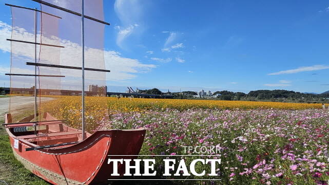 부여군 부여읍 구드래와 규암면 신리 인근 백마강변 약 16ha에 코스모스 단지가 조성돼 가을 관광지로 떠오르고 있다. /부여군