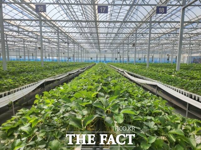 논산시농업기술센터 우량 딸기 육묘장 전경. /논산시