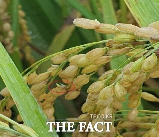 최근 잦은 비로 이해 벼 이삭에서 싹이 트는 수발아(빨간 동그라미) 피해가 늘고 있다. /청양군