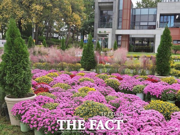 대전 중구는 19일 서대전광장 일대를 중심으로 가을을 대표하는 국화, 핑크뮬리 등을 배치해 가을꽃 정원을 조성했다. /대전 중구