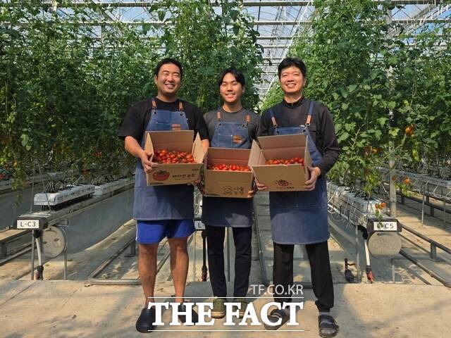 당진시 스마트팜사관학교 청년 농업인들이 올해 작기 방울토마토 첫 수확에 들어갔다. /당진시