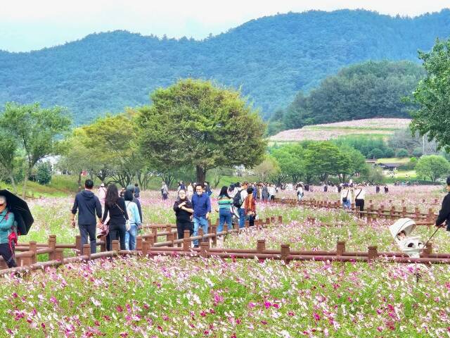 몽탄 코스모스 축제를 찾은 방문객들 모습 /무안군