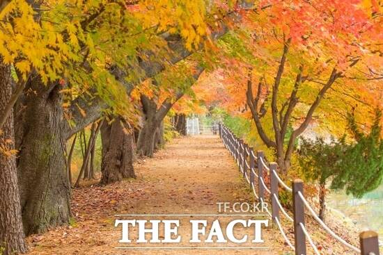 경기 가평군의 대표 가을 비경으로 꼽히는 청평면 옛 중앙내수면연구소 단풍길의 모습. /가평군