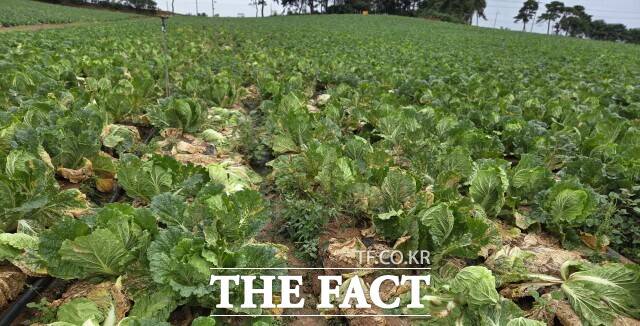 고창군 농정당국이 초가을 잦은 비로 가을배추의 병해충 피해가 우려되면서, 생육관리와 현장 예찰활동을 강화한다고 20일 밝혔다. /고창군