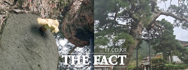 거창군 당산마을 천연기념물 당산리 당송나무에서 오랜만에 송이가 피었다. /거창군