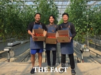  당진 스마트팜사관학교, 방울토마토 '첫 수확'