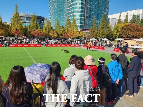 경기 고양시가 지난 해 10월 개최한 ‘2024 고양 동물교감치유 문화제’의 모습. /고양시