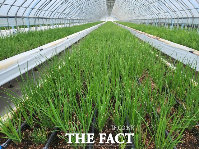 서천군 특화작목단지. /서천군