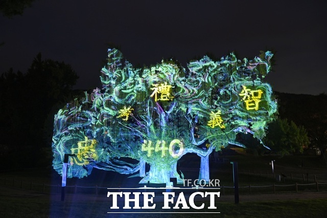 대구 달성군 도동서원 은행나무를 활용한 미디어파사드. /대구 달성군