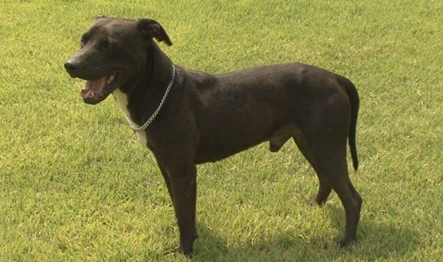 대전 대덕구의 한 사육장에서 탈출한 핏불테리어 1마리가 탈출 12시간 만에 포획돼 견주에게 인계됐다. 사진은 핏불테리어.(해당 기사 내용과 관련 없음) /한국애견협회