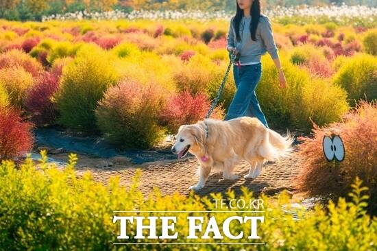 경기 포천시가 지난 해 개최한 포천 펫스타(Pet Star)를 찾은 한 참가자가 반려견과 여유롭게 산책을 하고 있다. /포천시