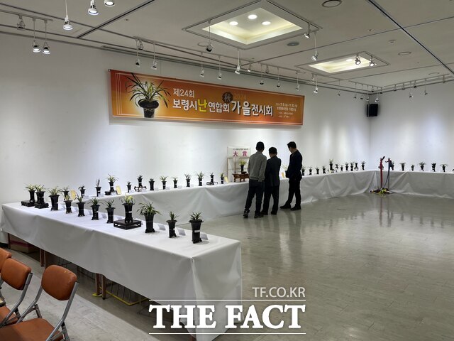 지난해 열린 보령시 난 가을 전시회를 찾 관람객들이 전시품을 감상하고 있다. /보령시