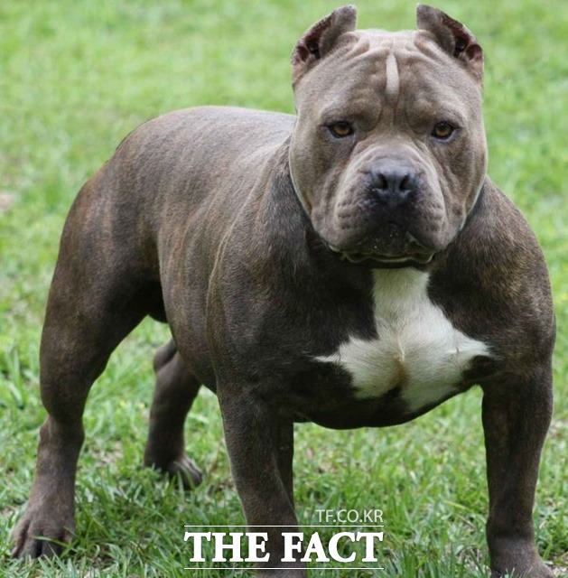 대전 대덕구 삼정동의 한 사육장에서 핏불테리어 1마리가 탈출해 소방당국이 포획에 나섰다. 사진은 맹견 핏불테리어.(기사 내용과 관계 없음) /더팩트 DB