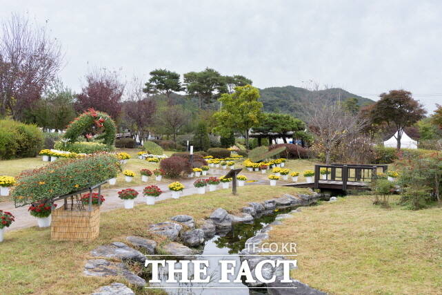 국화전시회가 열리는 지천생태공원. /청양군
