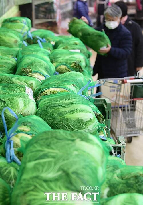 가을철 잦은 비로 인한 배추·무 병충해에도 재배면적의 증가로 김장철 수급 대란은 없을 전망이다./더팩트DB