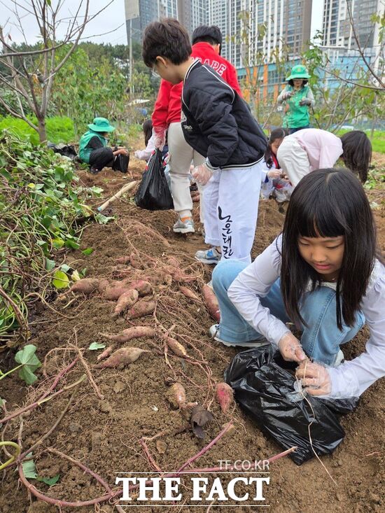 대전 유성구학하동새마을부녀회가 22일 학하사랑 텃밭에서 가족과 함께하는 고구마 캐기 체험을 진행했다. 참여한 아이들이 직접 고구마를 캐고 있다. /유성구새마을회