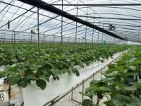  함평군, 고품질 딸기 생산 지원 사업 추진