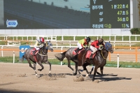  '천고마비 계절' 달리는 말 보면서 힐링하세요