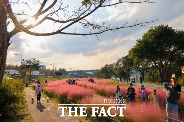 25일 대전 대덕구 금강로하스산호빛공원 하상 화훼단지 일원에서 열린 석봉동 핑크뮬리 행복마을축제가 주민과 방문객의 뜨거운 호응 속에 막을 내렸다. 가족, 친구, 연인들이 핑크뮬리를 배경으로 사진을 촬영하고 있다. /대덕구