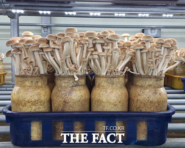 충남도 농업기술원이 국립종자원에 풂종 출원한 버들송이 신품종 아삭송. /충남도