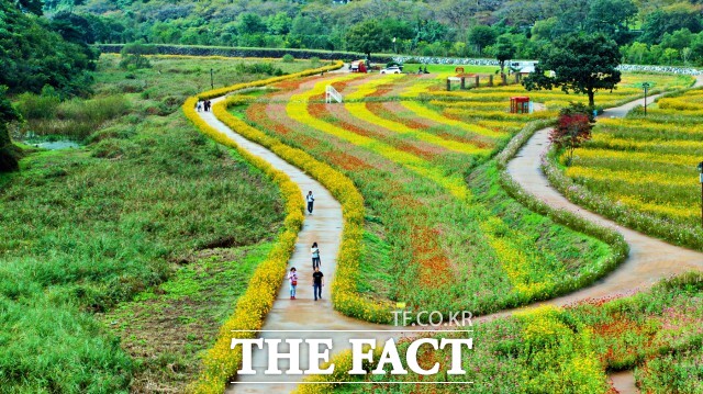 대한민국 구절초의 성지 정읍에서 열린 제18회 구절초 꽃축제가 지난 14일부터 26일까지 13일간의 일정을 마쳤다. /정읍시