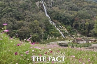  단풍과 코스모스가 어우러진 선운산, 가을 힐링 명소 인기