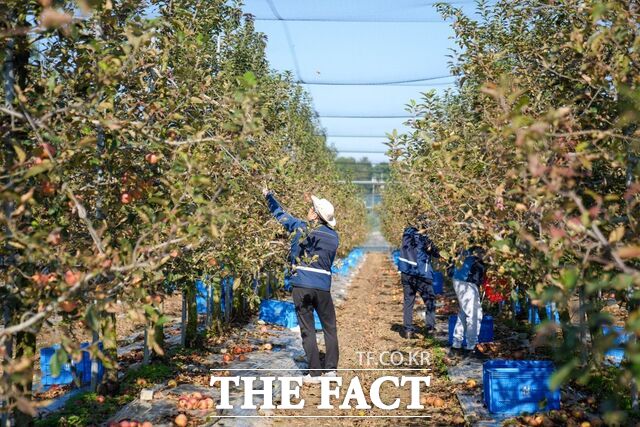 충남도교육청 직원들이 가을 농번기를 맞아 예산 지역의 한 사과 농가에서 사과 따내는 작업을 진행하고 있다. /충남교육청