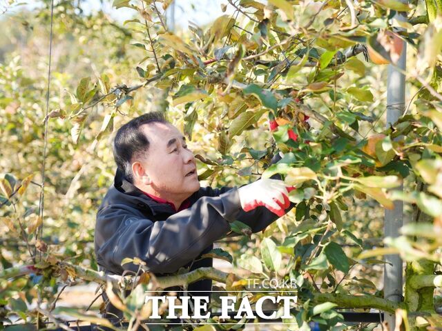 28일 김지철 충남교육감 예산 지역의 한 사과 농가에서 탐스럽게 익은 사과를 정성껏 따내고 있다. /충남교육청